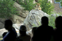 Lion (Panthera leo) and zoo visitors, Denver, USA.