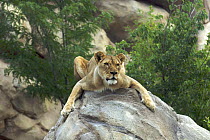 Lion (Panthera leo) grasping rock in zoo, captive, Denver, USA.