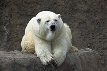 Polar Bear (Ursus maritimus) in zoo, captive, Denver, USA.