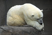 Polar Bear (Ursus maritimus) in zoo, captive, Denver, USA.