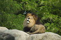 Male Lion (Panthera leo) in zoo, captive, Boston, USA.