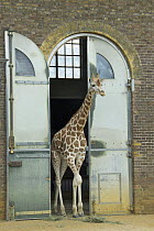 Giraffe (Giraffa camelopardalis) coming out of enclosure in London zoo, England.