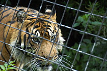 Sumatran Tiger (Panthera tigris sumatrae) behind wire cage in zoo, captive, London, England.