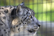 Snow Leopard (Panthera uncia) in cage in zoo, captive, USA.