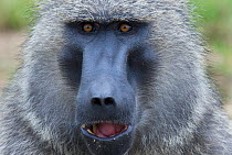 RF- Olive baboon (Papio anubis) face portrait, Uganda.
