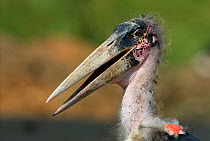 Marabou stork (Leptoptilos crumeniferus) portrait, Uganda