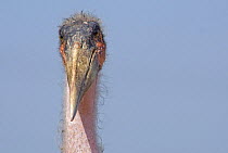 Marabou stork (Leptoptilos crumeniferus) portrait, Uganda