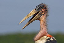 Marabou stork (Leptoptilos crumeniferus) Uganda