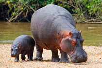 RF- Hippopotamus (Hippopotamus amphibius) mother and baby, Queen Elizabeth National Park, Uganda. (This image may be licensed either as rights managed or royalty free.)