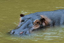 Hippopotamus (Hippopotamus amphibius) partially submerged, Queen Elizabeth National Park, Uganda