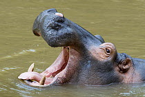 Hippopotamus (Hippopotamus amphibius) yawning, Queen Elizabeth National Park, Uganda