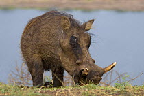Warthog (Phacochoerus aethiopicus) portrait, Queen Elizabeth National Park, Uganda