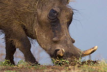 Warthog (Phacochoerus aethiopicus) foraging, Queen Elizabeth National Park, Uganda