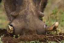 Warthog (Phacochoerus aethiopicus) close-up of nose, foraging, Queen Elizabeth National Park, Uganda