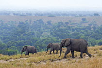 Three African elephants (Loxodonta africana) walking, Murchison Falls National Park, Uganda