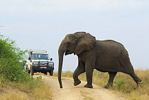 African elephant (Loxodonta africana) crossing road in front of vehicle, Murchison Falls National Park, Uganda