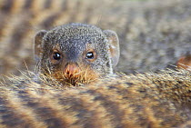 Banded mongoose (Mungos mungo) looking over the back of another, Queen Elizabeth National Park, Uganda