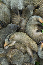 Banded mongoose (Mungos mungo) group sleeping in a pile, Queen Elizabeth National Park, Uganda