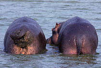 Rear view of two Hippopotamuses (Hippopotamus amphibius) in the Kazinga Channel, Queen Elizabeth National Park, Uganda