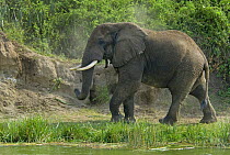 African elephant (Loxodonta africana) walking along the edge of the Kazinga Channel, Queen Elizabeth National Park, Uganda