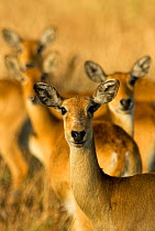 Uguanda kob {Kobus kob thomasi} females, Murchison Falls National Park, Uganda