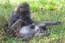 Olive baboons (Papio anubis) grooming, Murchison Falls National Park, Uganda