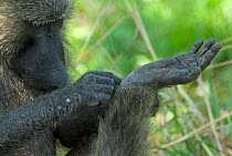 Olive baboon (Papio anubis) grooming, Murchison Falls National Park, Uganda