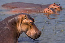Hippopotamus (Hippopotamus amphibius) portrait with two partially submerged in water, Murchison Falls National Park, Uganda