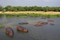 Hippopotamus (Hippopotamus amphibius) pod in river, Murchison Falls National Park, Uganda