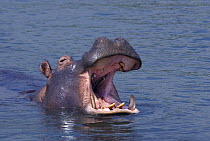 Hippopotamus (Hippopotamus amphibius) yawn threat, Murchison Falls National Park, Uganda