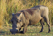 Warthog (Phacochoerus aethiopicus) foraging, Murchison Falls National Park, Uganda
