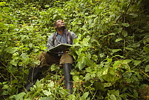 Researcher sitting in vegetation looking up at Gorilla, Bwindi Impenetrable National Park, Uganda, January 2009