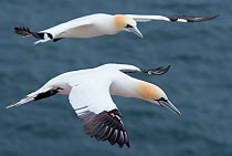 Two Northern gannets (Morus bassanus) in flight, Heligoland, Germany