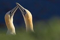 Northern gannets (Morus bassanus) pair, Heligoland, Germany
