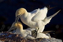 Northern gannets (Morus bassanus) mating, Heligoland, Germany