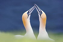 Northern gannet (Morus bassanus) pair courtship, Heligoland, Germany