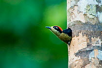 Black cheeked woodpecker (Melanerpes pucherani) looking out of nest hole in tree, Costa Rica