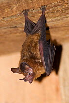 Leaf nosed bat (Micronycteris sp) hanging from wooden ceiling, Rara Avis private reserve, Costa Rica