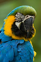 Blue and yellow macaw (Ara ararauna) portrait, captive, Zoo Ave, Costa Rica