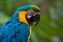 Blue and yellow macaw (Ara ararauna) portrait, captive, Zoo Ave, Costa Rica