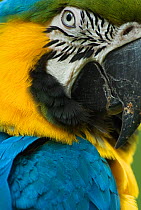 Blue and yellow macaw (Ara ararauna) close-up, captive, Zoo Ave, Costa Rica