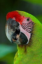 Military macaw (Ara militaris) portrait, captive, Zoo Ave, Costa Rica