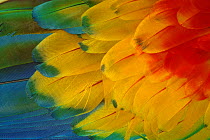 Scarlet macaw (Ara macao) close-up of feathers, Zoo Ave, Costa Rica