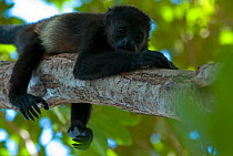 Black howler monkey (Alouatta caraya) resting on branch near Canas, Costa Rica