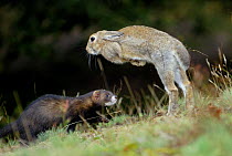 European polecat (Mustela putorius) hunting rabbit which is jumping to escape, Veluwezoom National Park, Netherlands