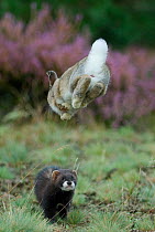 European polecat (Mustela putorius) hunting rabbit which is jumping to get away, Veluwezoom National Park, Netherlands