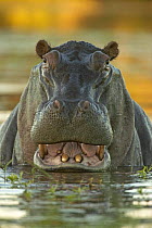 Hippopotamus (Hippopotamus amphibius) aggressive posture, South Africa