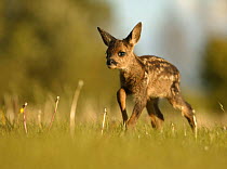 Roe deer (Capreolus capreolus) one week old fawn left in grass by mother, UK