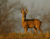 Roe deer (Capreolus capreolus) buck with antlers in velvet, UK