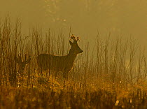 Two Roe deer (Capreolus capreolus) bucks in antlers in velvet, in morning mist, UK